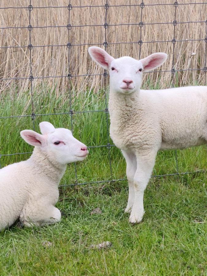 Erdgeschoss Wohnung Watt'n Meer mit Garten in Dangast Varel Exterior foto